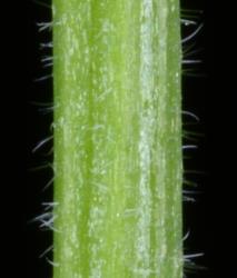 Cardamine flexuosa. Stem with hairs.
 Image: P.B. Heenan © Landcare Research 2019 CC BY 3.0 NZ